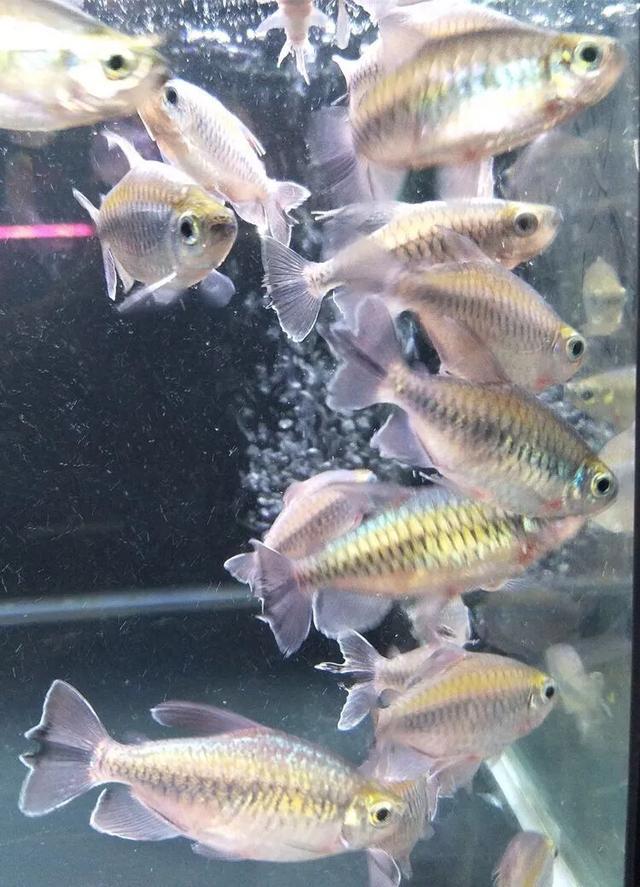 闲鱼如何申请邮费赔付,闲鱼怎么交易猫担保
