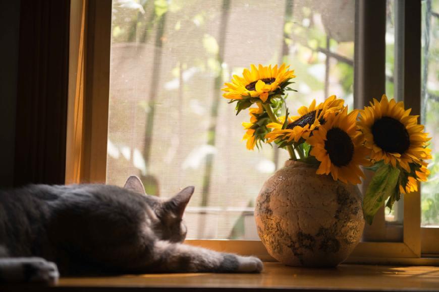 养猫家里可以长时间开窗通风吗,家里养有宠物该如何做房屋装修