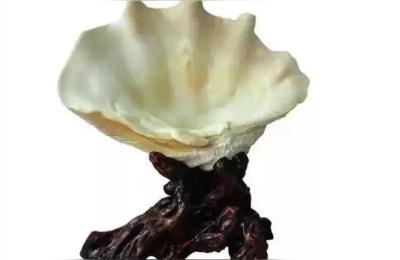 贝壳梦幻世界,贝壳怎么打卡