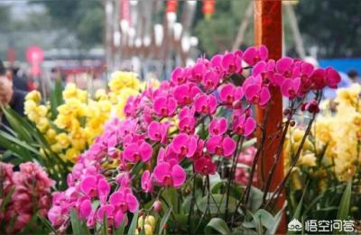 广州迎春花市,广州花市什么时候开