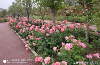邓州市人民医院,邓州平安医院是公立的吗