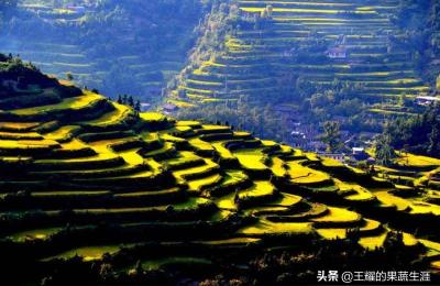 贵州省农科院中国古茶树之乡,农科院大蒜品种排名
