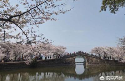 染井吉野樱花和早樱花有什么区别,东京奥运会樱花吉祥物是什么