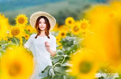 向日葵花海图片,临沂哪里有向日葵花海