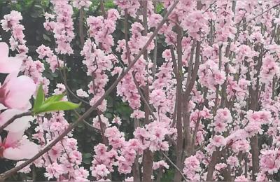 济南游玩攻略,3月下旬去济南旅游攻略