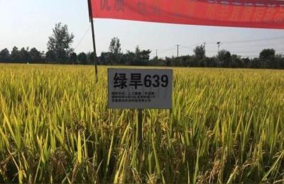 安徽省农科院,有核心技术的种业上市公司