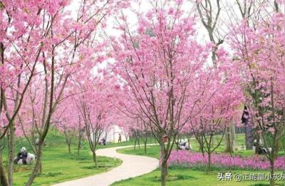 植物园有什么,植物园树名