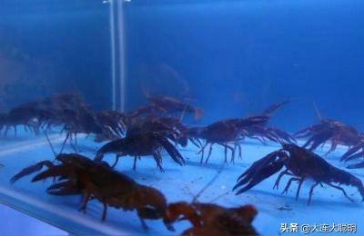 大连海鲜批发市场,大家推荐一下在大连去哪儿买海鲜