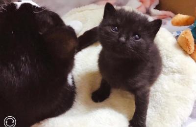 猫可以带上火车吗,两个月小猫怎么坐火车