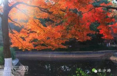 长沙南郊公园,星沙汽车站有到南郊公园的中巴没有