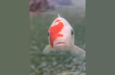 今日江苏加油站哪个最便宜,江苏石化的油怎么样