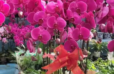 曹庄花卉市场吴江哪里有花鸟市场,坐公交怎么走