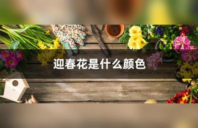 迎春花几月开花,迎春花是春天的什么东西