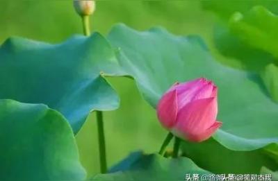 江西金牌调解,江西电视台金牌调解每天什么时间播