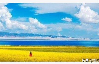 青海湖油菜花,青海湖油菜花句子