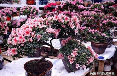广州花卉市场,花卉批发一般去哪里呢