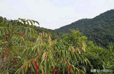 丹东凤凰山好还是黑龙江凤凰山,想去哈尔滨凤凰山旅游