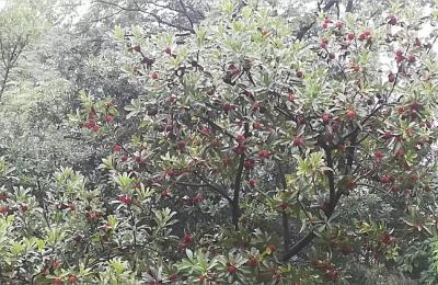杨梅酒多少钱一斤,5斤杨梅10斤酒几斤糖