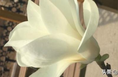 玉兰花几月份开花,墨红玉兰一年开几次花