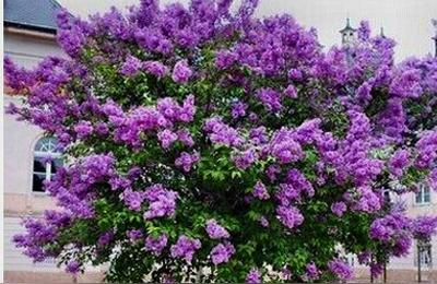 丁香花什么时候开,丁香花是春天开的吗