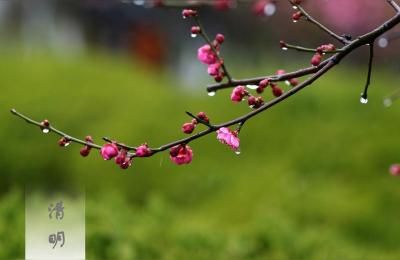 清明节什么时候,清明是几月几日