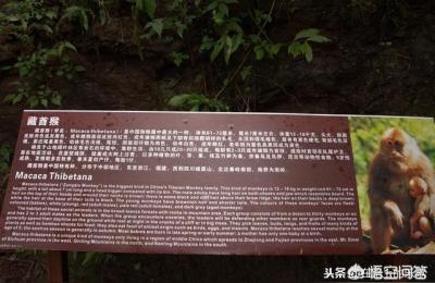 峨眉山的猴子,峨眉山猴王峨眉山猴王的身高体重大约是多少