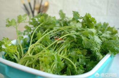 香菜丸子的做法,粉条香菜丸子的做法