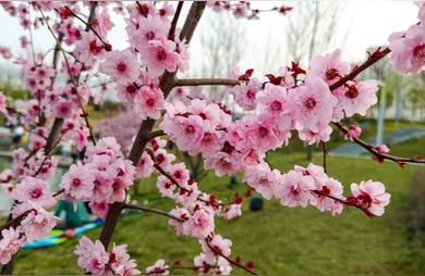 梅花什么时候开花,梅花几月开啊