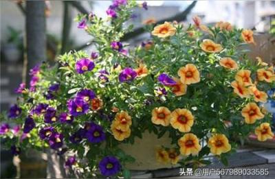 各种花开放的时间,什么花在什么时间开放