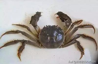 大闸蟹怎么保存才不死,半死不活的大闸蟹怎么保存不死