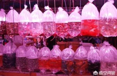 中环花鸟鱼虫市场,卖鸟的比较多的鸟市