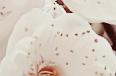 梅花九朵是什么意思,梅花什么时候开花
