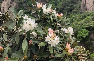 江西上饶三清山和灵山哪个好玩,三清山的传说的来历
