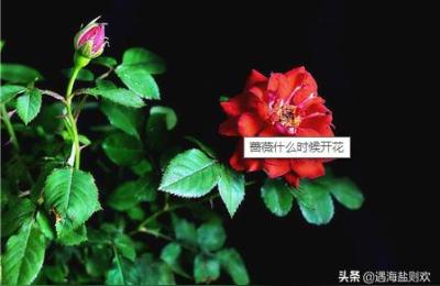 蔷薇花苞多久可以开花,下半年会开花吗