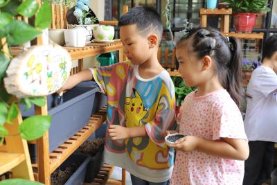 淘宝心愿种子在哪里,考试家里供什么水果好