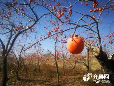 淘宝的商品如何免费下单,怎样免费领取优酷VIP会员