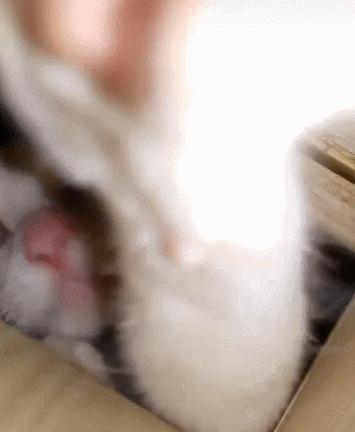 天津爆款猫零食品牌怎么样,樱闲猫条怎么样