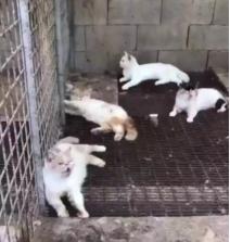 为什么猫舍卖家不热情,40天的猫可以买吗