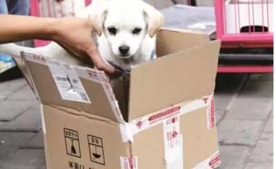 闲鱼怎么卖狗狗,闲鱼一件代发什么商品销量大