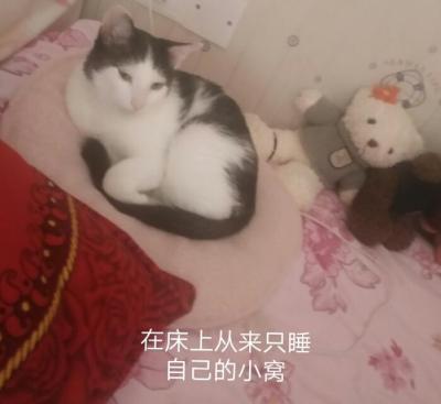 闲鱼买猫怎么鉴别,为什么闲鱼上宠物都是定金