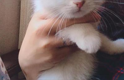 淘宝买美短多少钱,养一对布偶猫每月大约要花多少钱
