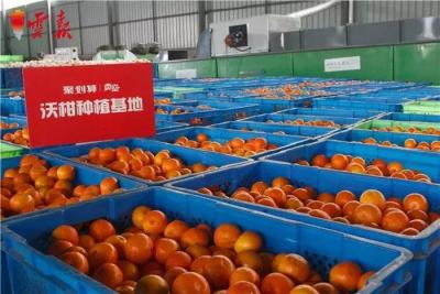 淘宝可以卖什么水果,支付宝种水果成熟了去淘宝哪里找