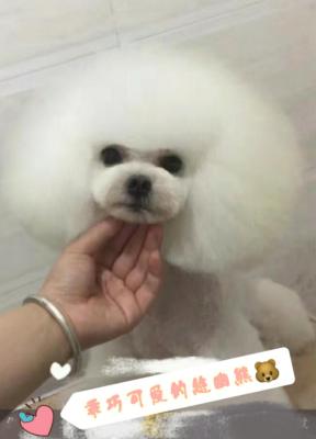 闲鱼盗图怎么处罚,闲鱼的东西多个人共享在卖