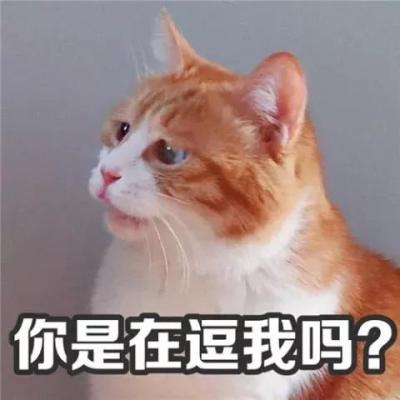 宠物店顾客群文案简短有趣,怎样开一家宠物店才能提升周边知名度
