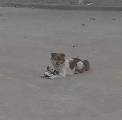 为什么识货跳不到淘宝,为什么淘宝里的皮鞋几乎没有看见哪家是用的真正的牛皮