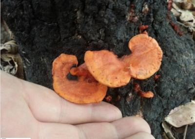 蘑菇街店群软件,我的世界菌丝怎么获得