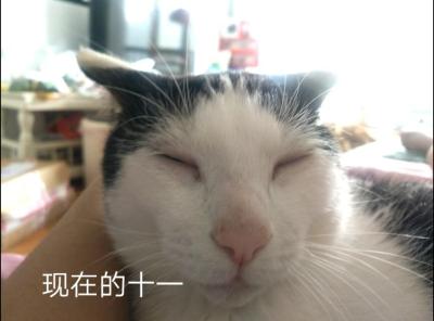 怎么在闲鱼选好猫,猫吃咸鱼什么寓意