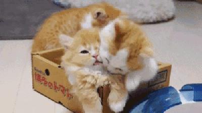 淘宝上的猫咪疫苗怎么寄,没有猫包怎么带猫去医院