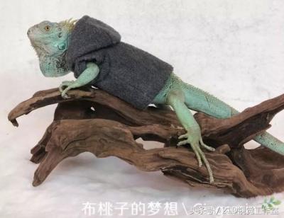 淘宝如何搜索自己的衣服,在实体店看中了一件衣服