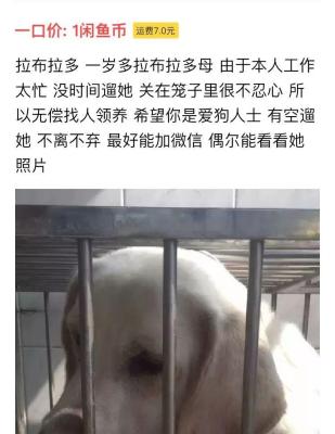 闲鱼猫咪领养为什么发不了,狗狗一般都怎么办